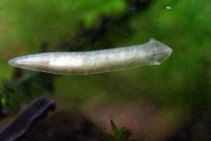 Planaaria в акваріумі - в якому ризику для риби? Planaaria в акваріумі - в якому ризику для риби?